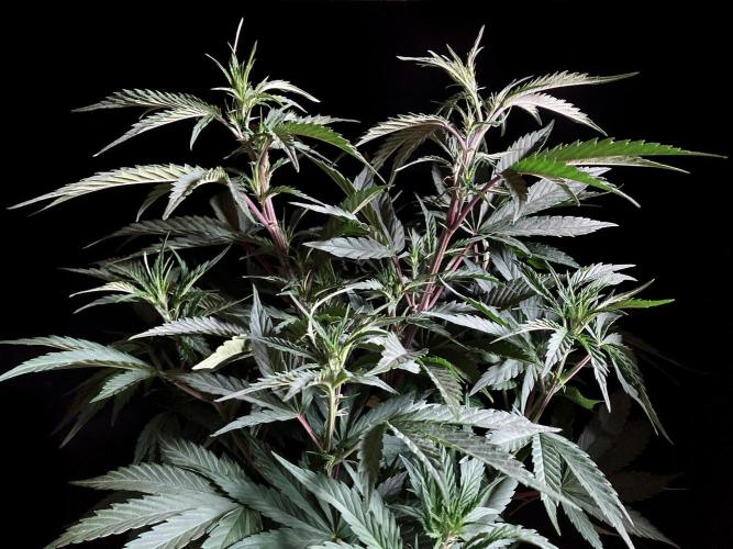 3M 👩 Runtz x Brazil. Week 9