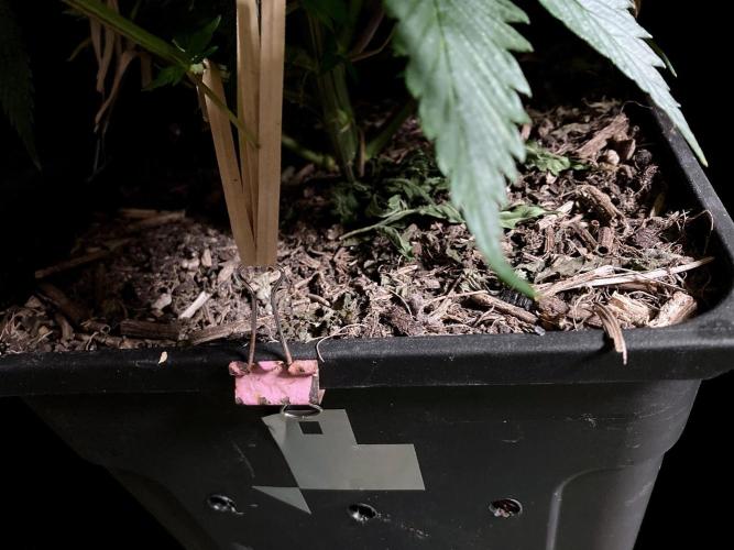 3M 👩 Runtz x Brazil. Week 9 - Sacred Mulch