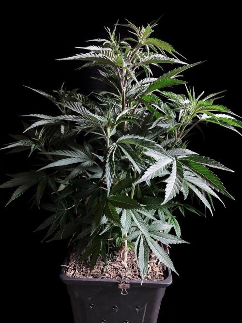3M 👩 Runtz x Brazil. Week 9