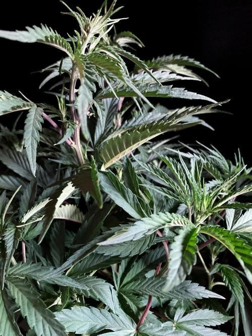 3M 👩 Runtz x Brazil. Week 9