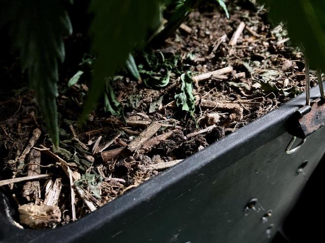 3M 👩 Runtz x Brazil. Week 9 - Sacred Mulch