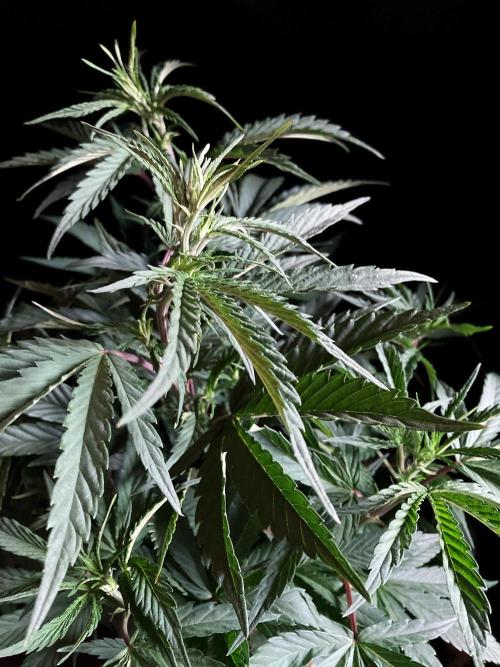 3M 👩 Runtz x Brazil. Week 9