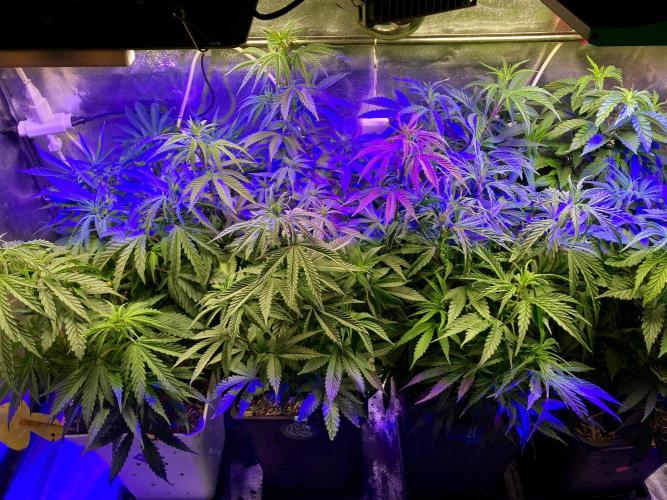 3M 👩 Runtz x Brazil. Week 9