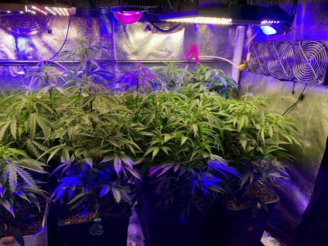 3M 👩 Runtz x Brazil. Week 9