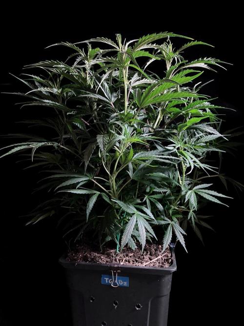 3M ❌ Tangie x Brazil. Week 9