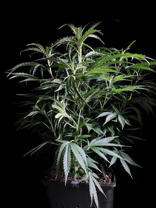 3M ❌ Tangie x Brazil. Week 9