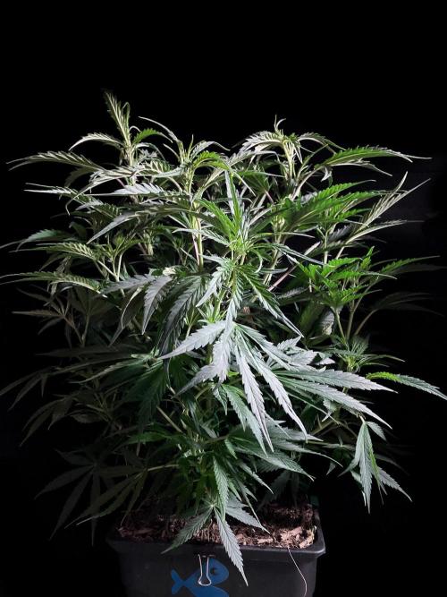 3M ❌ Tangie x Brazil. Week 9