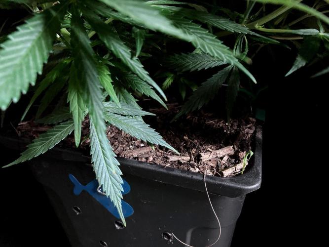 3M ❌ Tangie x Brazil. Week 9 - Sacred Mulch