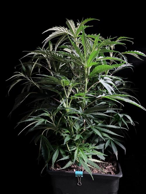 3M ❌ Tangie x Brazil. Week 9