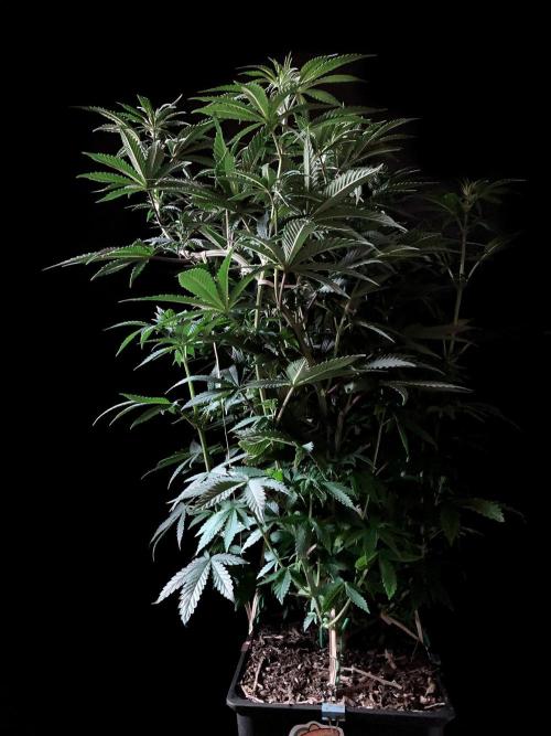 3M 🌮 Mexican Rush. Week 9