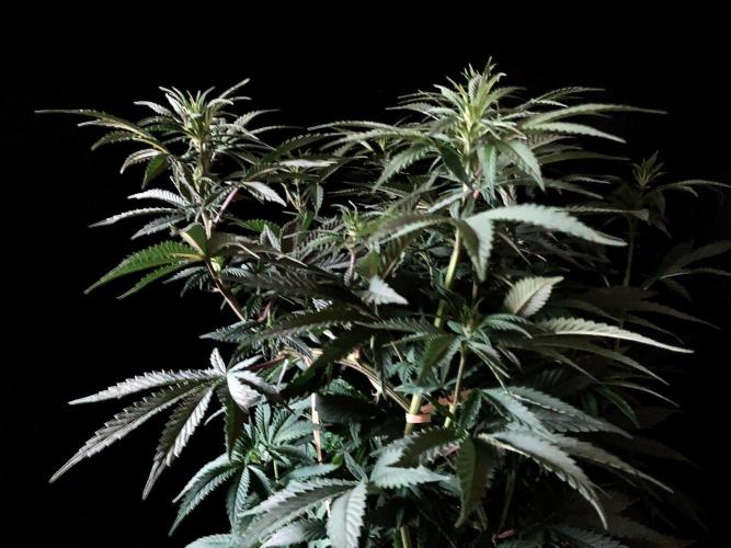 3M 🌮 Mexican Rush. Week 9