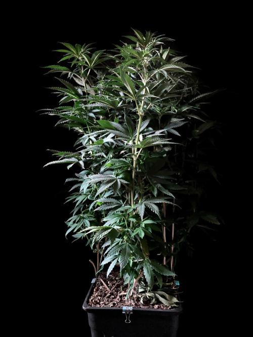 3M 🌮 Mexican Rush. Week 9