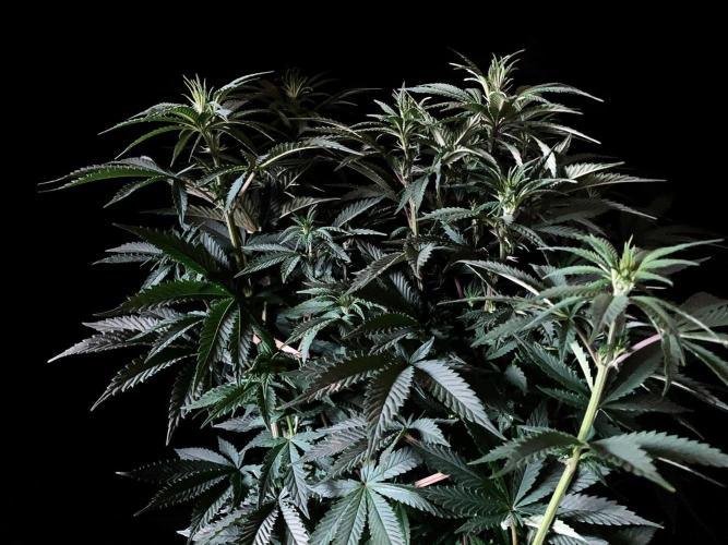 3M 🌮 Mexican Rush. Week 9