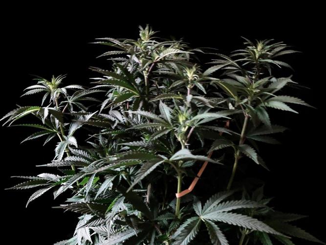 3M 🌮 Mexican Rush. Week 9