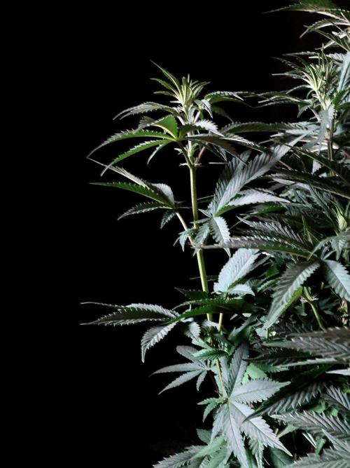 3M 🌮 Mexican Rush. Week 9