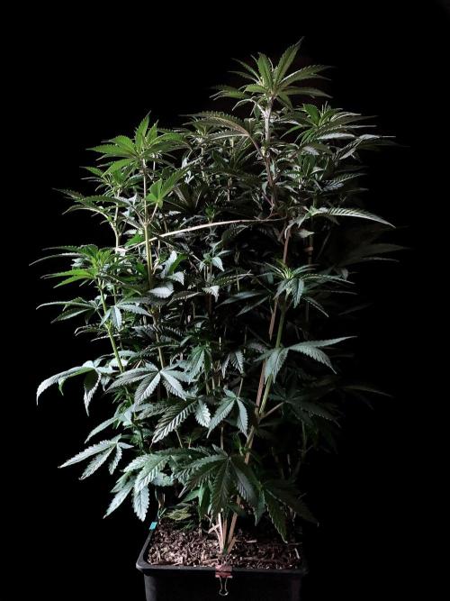 3M 🌮 Mexican Rush. Week 9