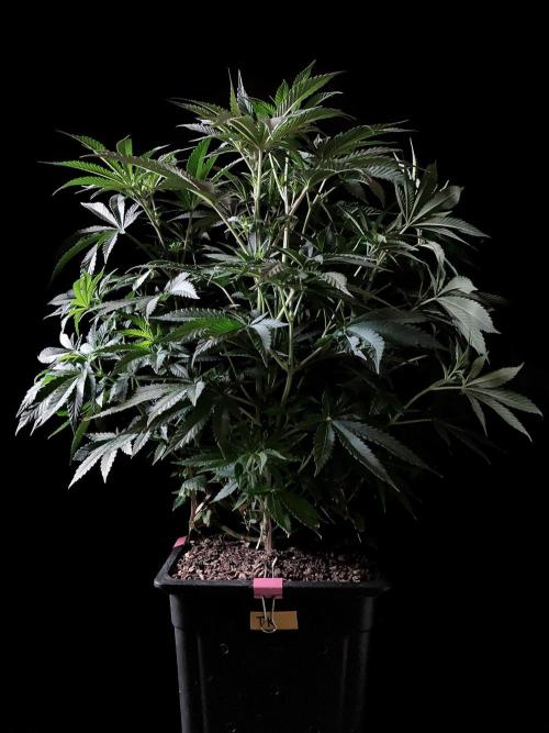 3M 🔺 Tutankhamon. Week 8
