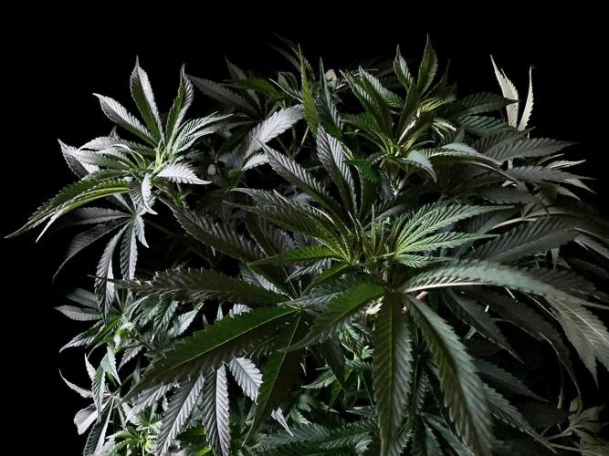 3M 🔺 Tutankhamon. Week 8