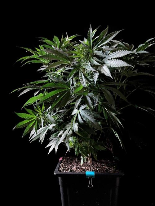 3M 🔺 Tutankhamon. Week 8