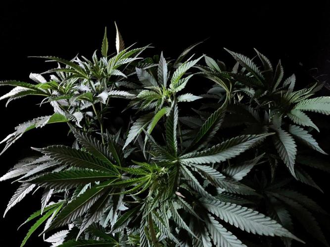 3M 🔺 Tutankhamon. Week 8