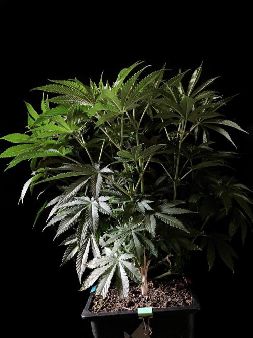 3M 🔺 Tutankhamon. Week 8