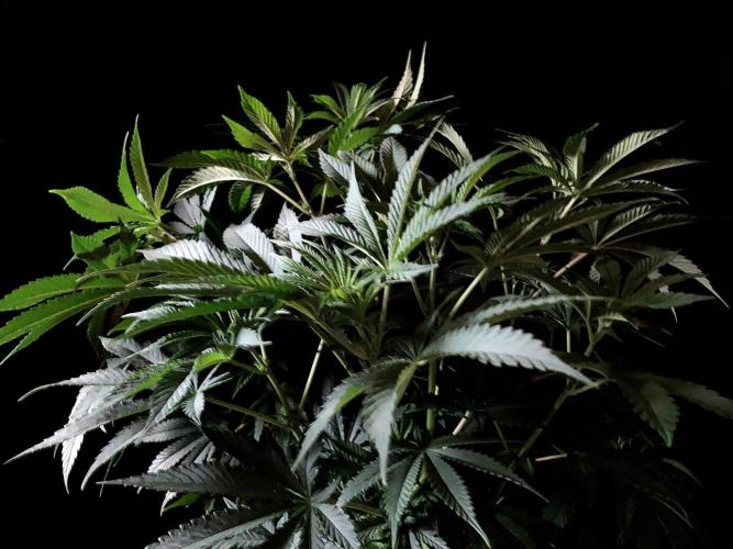 3M 🔺 Tutankhamon. Week 8