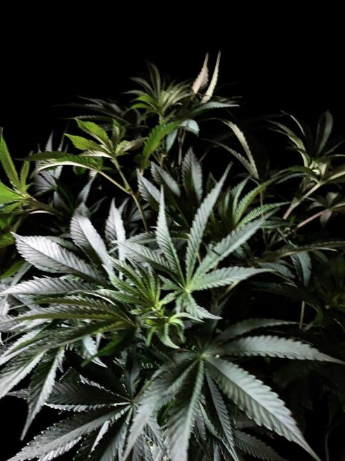 3M 🔺 Tutankhamon. Week 8
