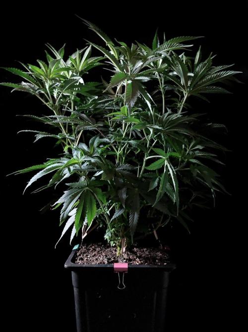 3M 🔺 Tutankhamon. Week 8