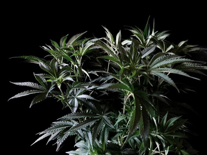 3M 🔺 Tutankhamon. Week 8