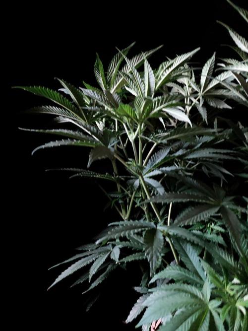 3M 🔺 Tutankhamon. Week 8