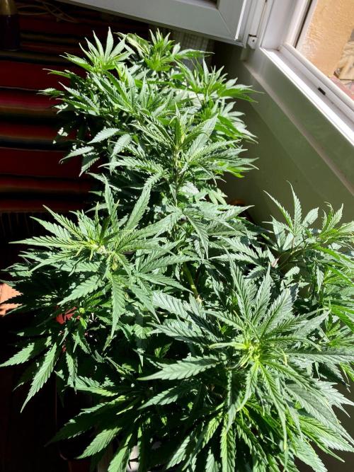 3M 🔺 Tutankhamon. Week 8