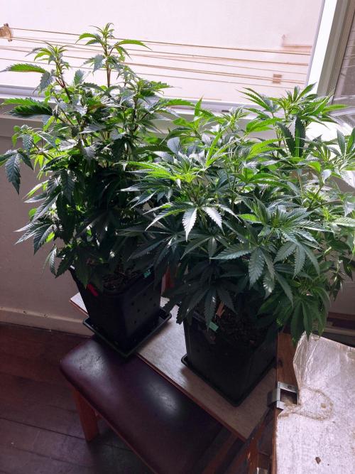 3M 🔺 Tutankhamon. Week 8