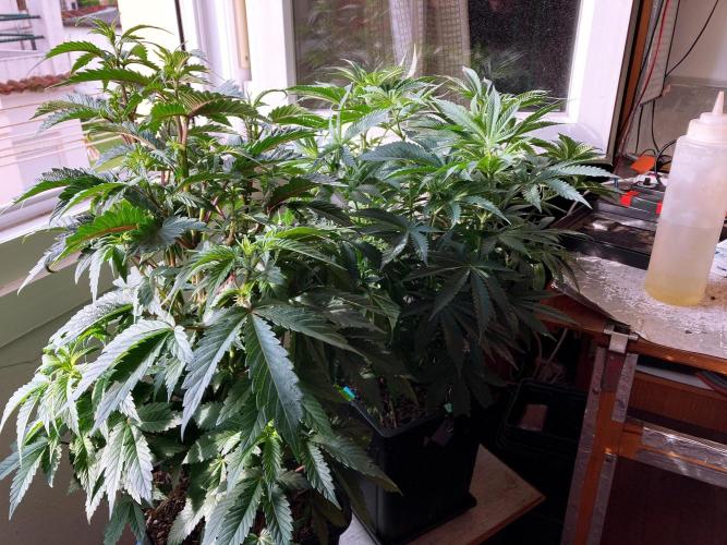 3M 🔺 Tutankhamon. Week 8
