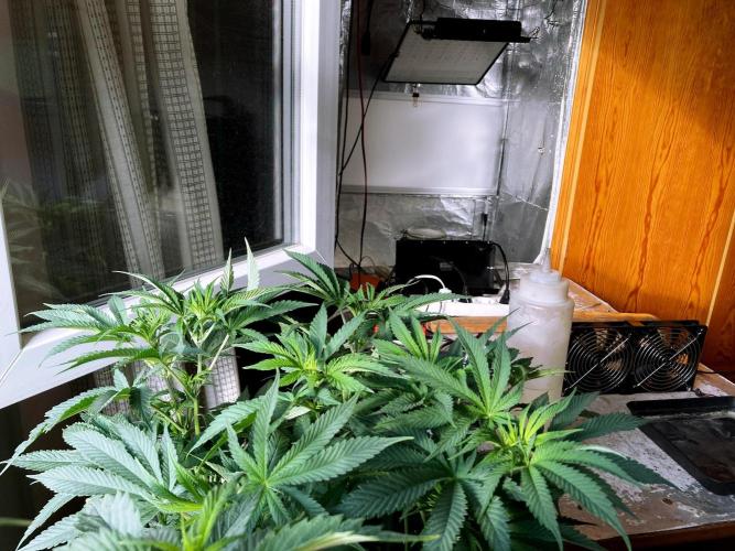 3M 🔺 Tutankhamon. Week 8