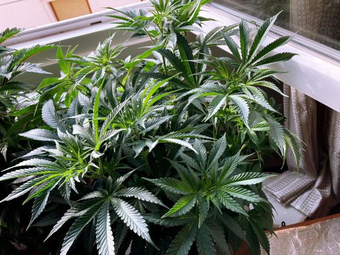 3M 🔺 Tutankhamon. Week 8
