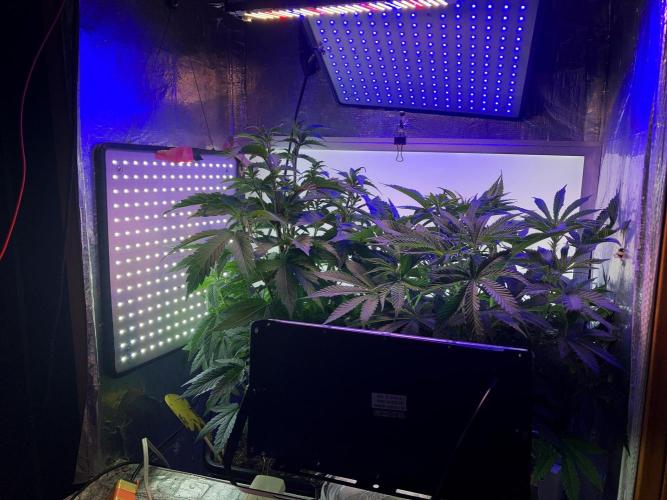 3M 🔺 Tutankhamon. Week 8