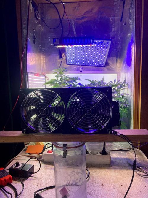3M 🔺 Tutankhamon. Week 8