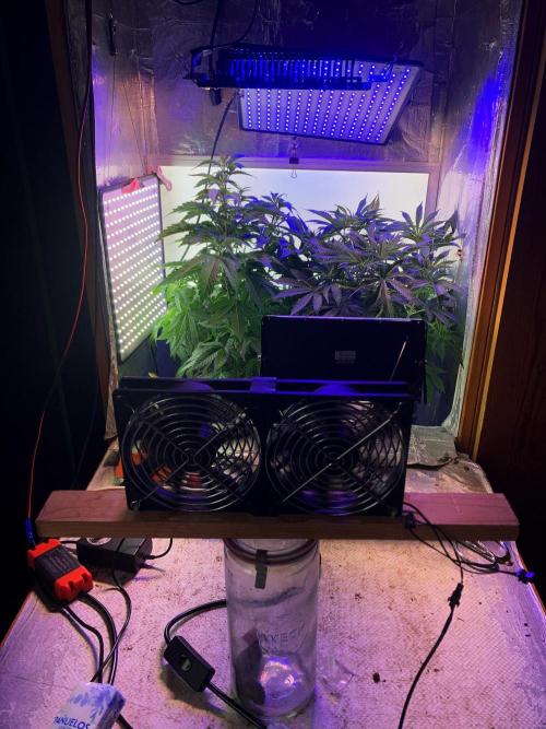 3M 🔺 Tutankhamon. Week 8