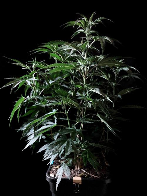 3M 🍁 NL x Thai. Week 7