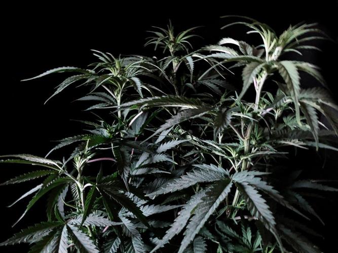 3M 🍁 NL x Thai. Week 7