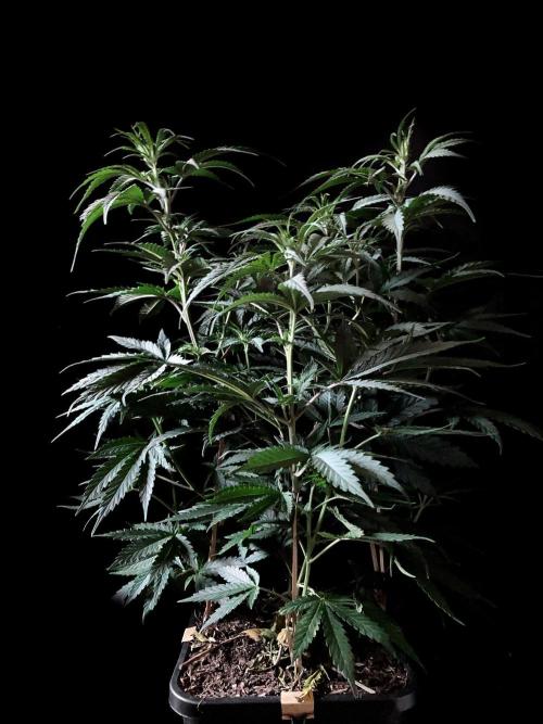 3M 🍁 NL x Thai. Week 7