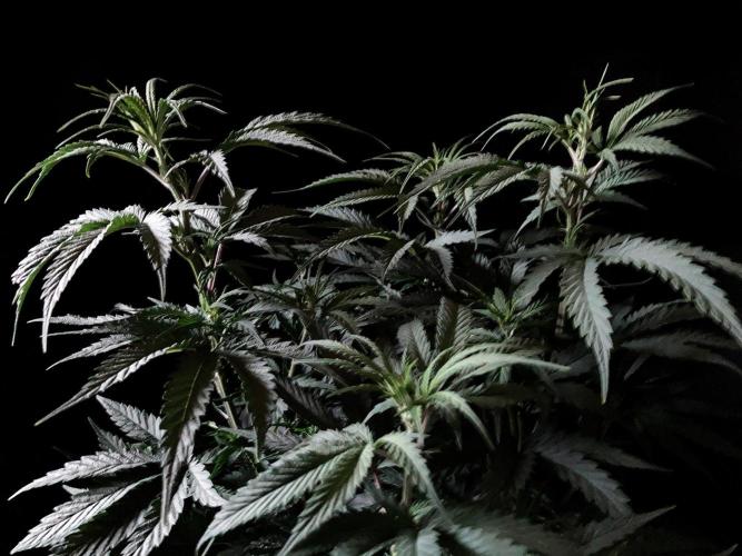 3M 🍁 NL x Thai. Week 7