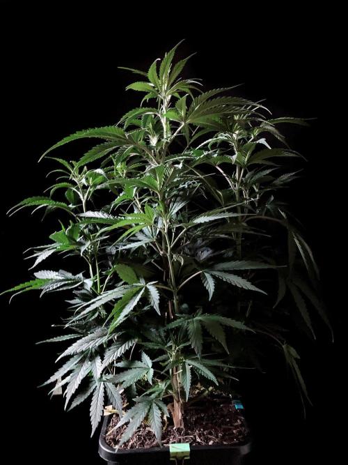 3M 🍁 NL x Thai. Week 7