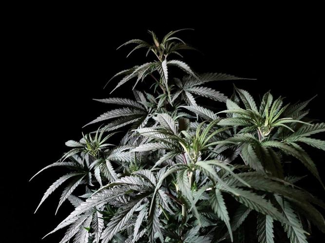 3M 🍁 NL x Thai. Week 7