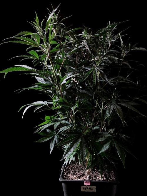 3M 👩 Runtz x Brazil. Week 10