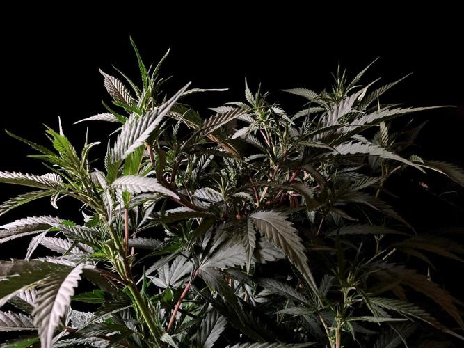 3M 👩 Runtz x Brazil. Week 10