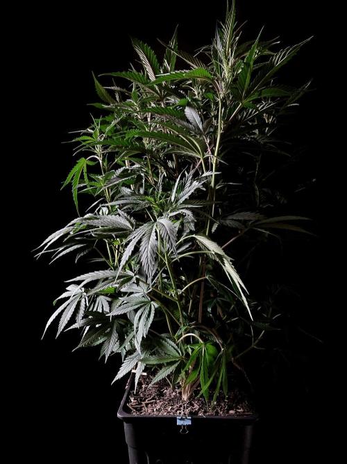 3M 👩 Runtz x Brazil. Week 10