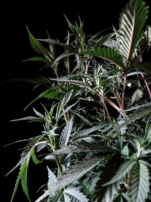 3M 👩 Runtz x Brazil. Week 10