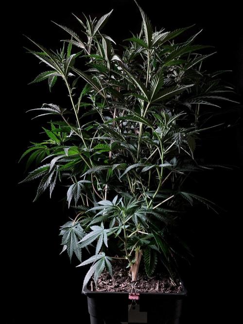 3M 👩 Runtz x Brazil. Week 10