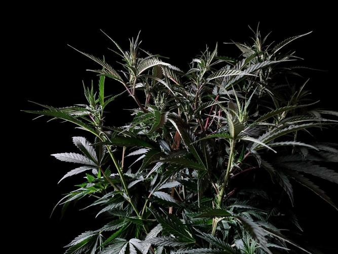 3M 👩 Runtz x Brazil. Week 10